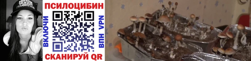 Купить  Саянск  Галлюциногенные грибы Psilocybe 